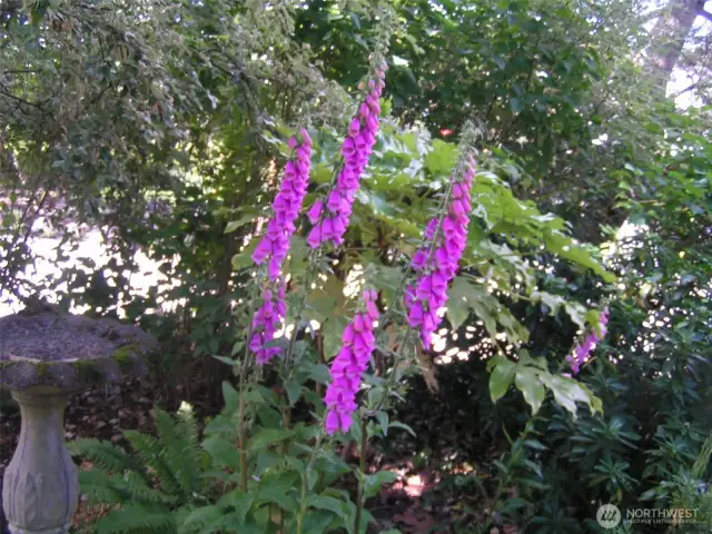 Timberlakes Wildflowers
