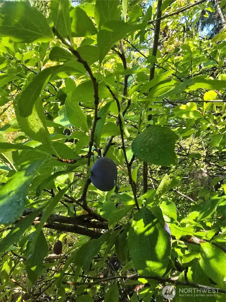 One of many plum trees