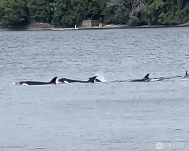 Meet your neighbors! Pickering Passage is a common passageway for these glorious orcas! Meet your neighbors! Pickering Passage is a common passageway for these glorious orcas!