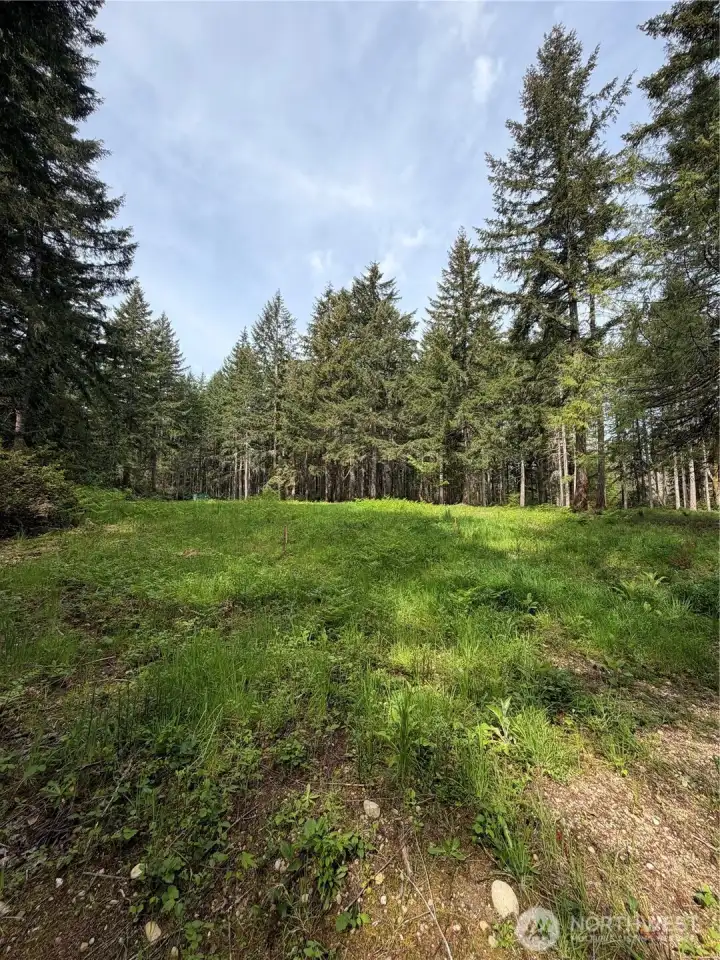 A second view of the septic area shows the generous, open footprint available for system installation. The cleared ground and easy access