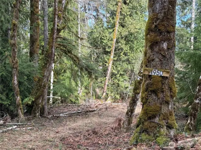 Trail down to lake