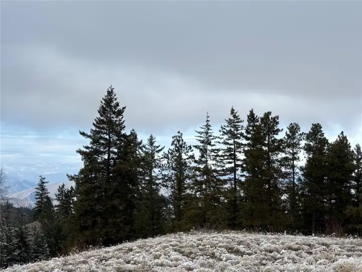 Beautiful evergreen trees.