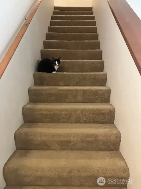 Stairs up to 2nd floor.  Kitty doesn't stay