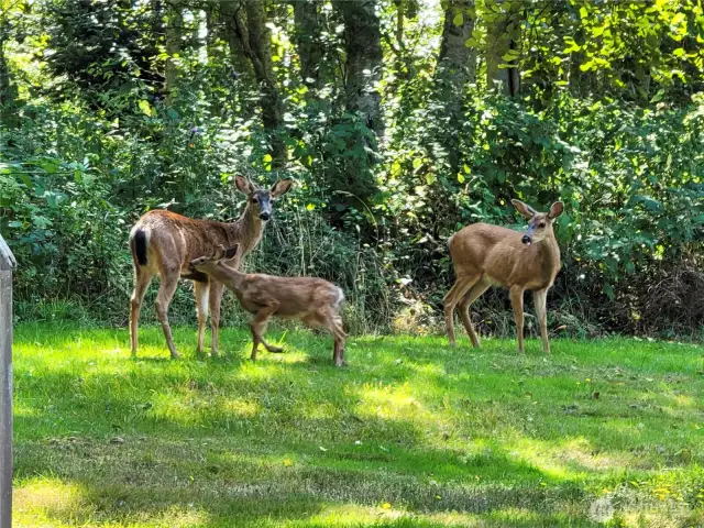 Frequent Deer