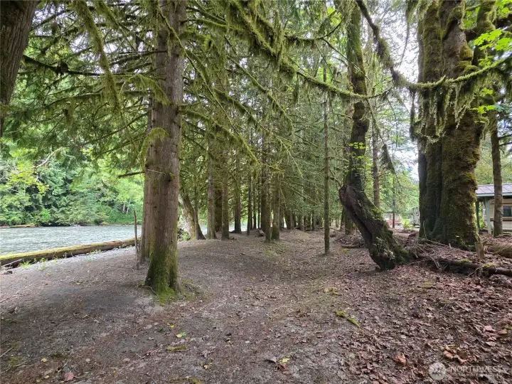 Trees down by the river