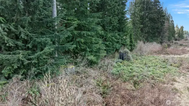 Beautiful forested areas