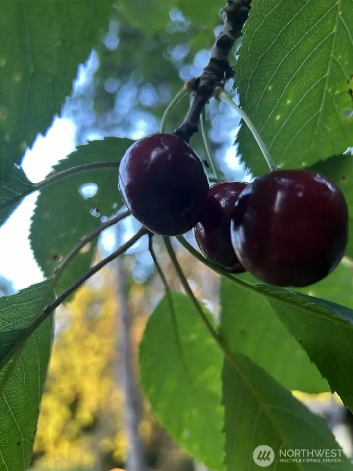 Fruit baring cherry tree. This photo from actual tree on site.
