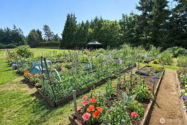 Pea Patches