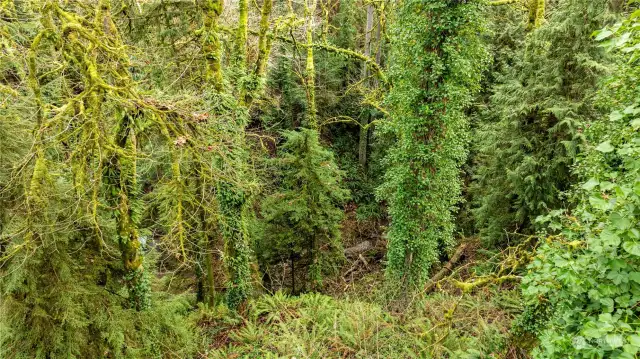 Ravine on east side of lots