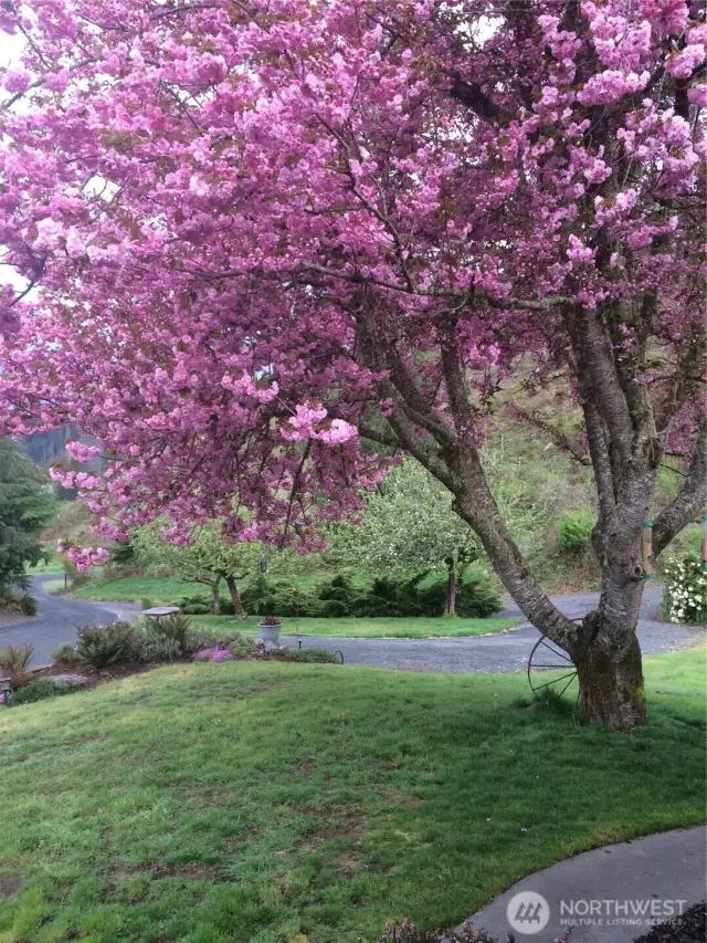 One of many trees. This one in full bloom.