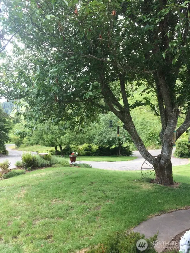 Tree not in bloom