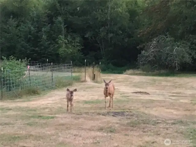 Just stopping by to say hi.  Can we have an apple?