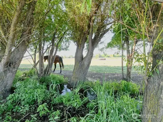 Stream/pasture view