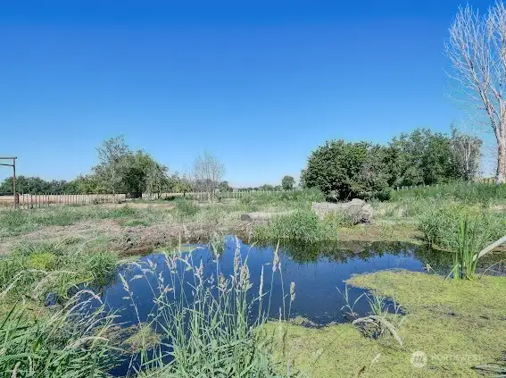 Pond view