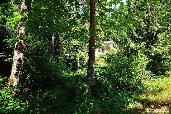 Lot has beautiful cedar trees and pine trees. Lot has beautiful cedar trees and pine trees.