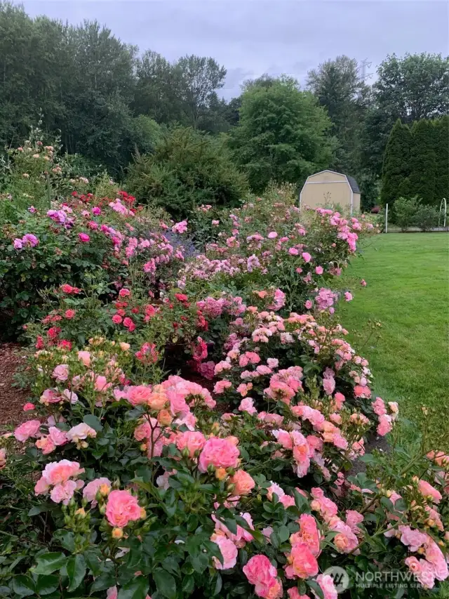 Gorgeous roses throughout the property.