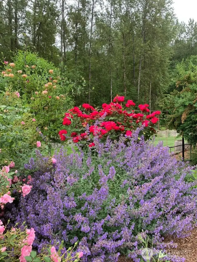 Beautiful flowers in the Summer gardens.