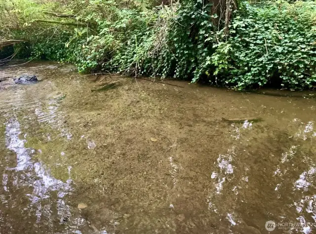 check out the salmon in the creek behind the house