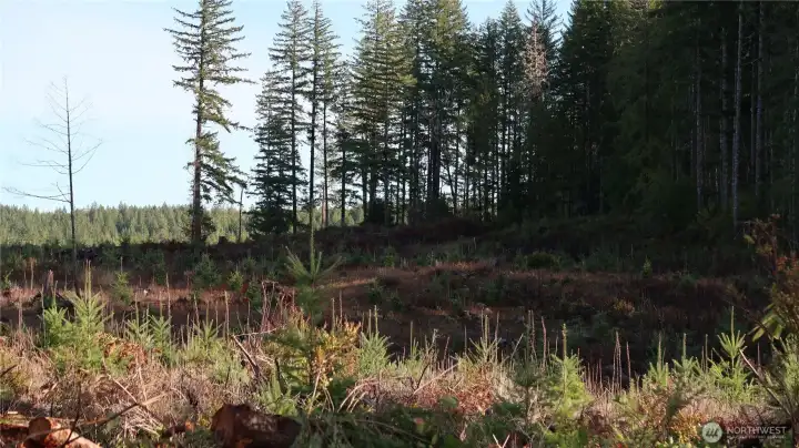 Manke timber back up to this property for more privacy.