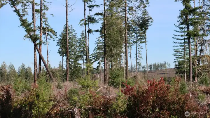 Manke Timber back up to this property.