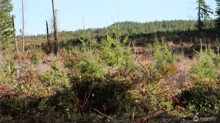 Manke timber is just behind this property.