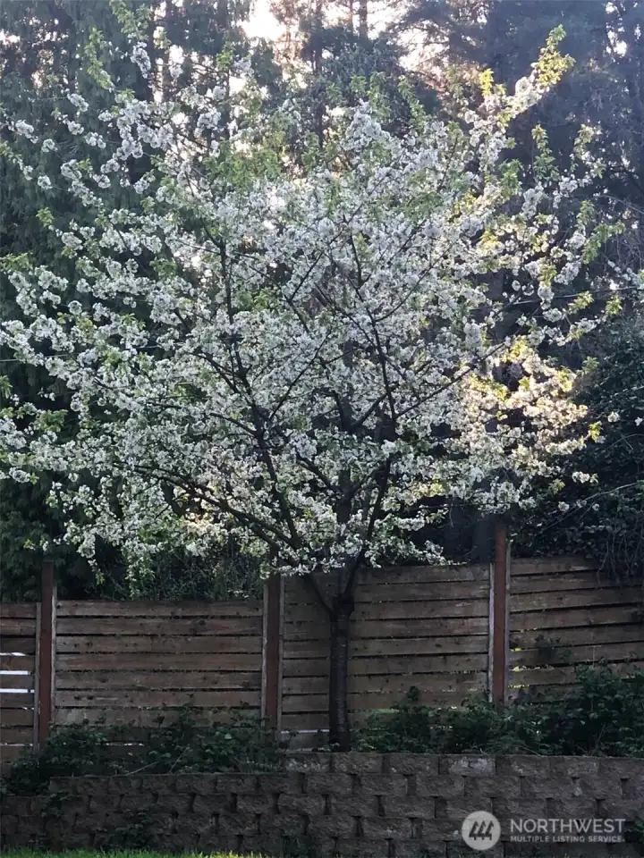 Get ready for this magnificent Rainier cherry tree to bloom, and provide delicious cherries next summer.
