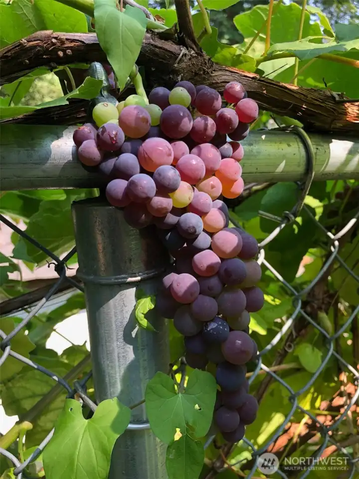 Along the chainlink fence from the greenhouse to the back terrace are your own beautiful grapevines and grapes.