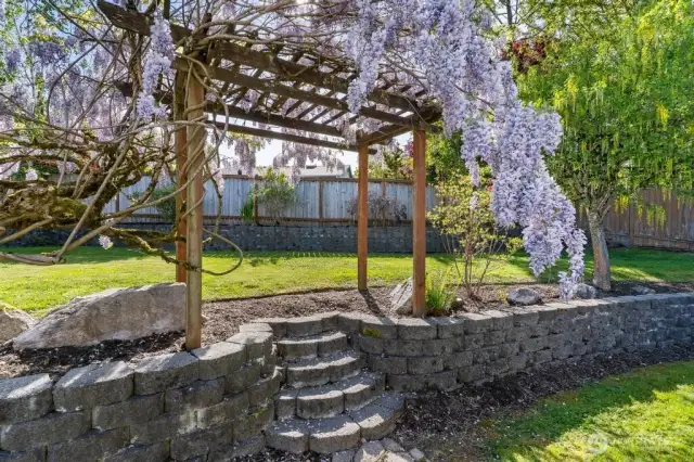 wisteria in full bloom beautiful and smells great!
