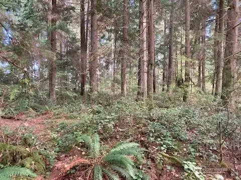 Marketable Timber...
