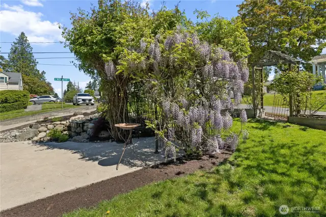 Patio with Wisteria and Waterfall