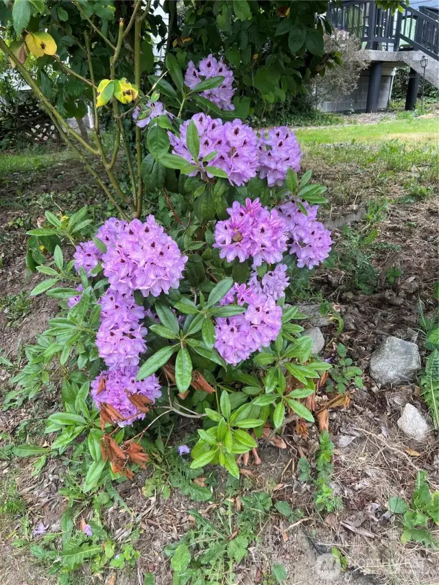 Such a beautiful array of flowers surrounds you