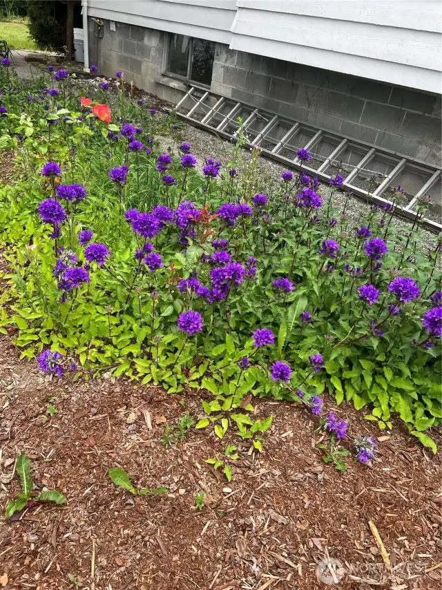 Such a beautiful array of flowers surrounds you