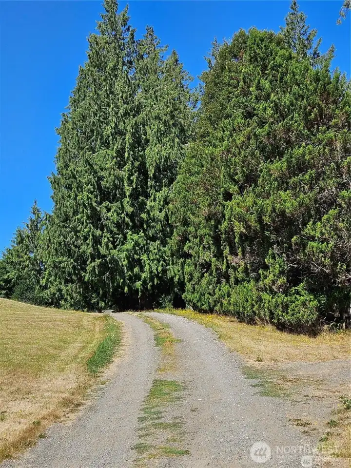 Looking from Brownsville Hwy westerly along the south boundary of the property