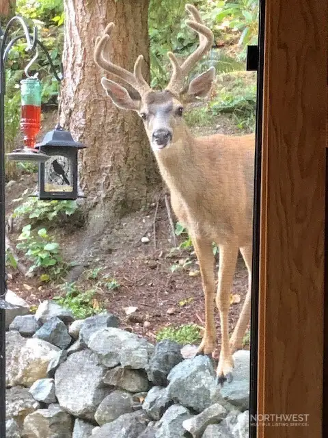 Oh deer.