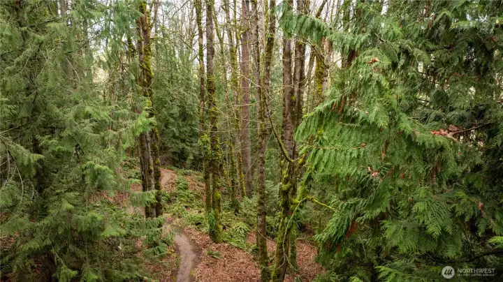 Trail in Cougar Mountain Regional Wildland Park