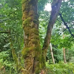 18-Landmark Tree near edge of Flat Area