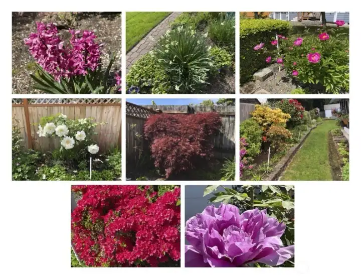 Hundreds of flower blooms coming this Spring!