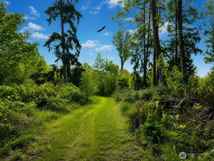 Abundant nature, photographer caught this eagle headed West!