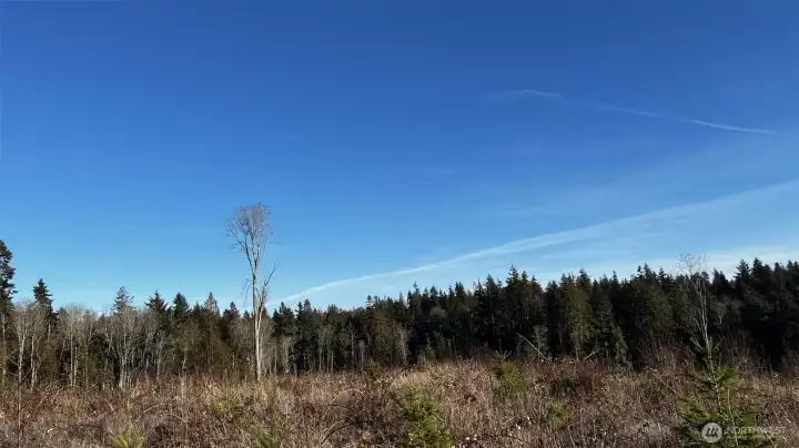 Serene nature