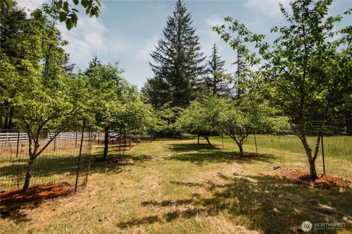 Orchard and pasture, there is so much room to play!