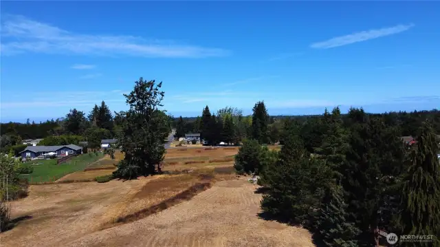 Big tree is close to the north edge of the lot