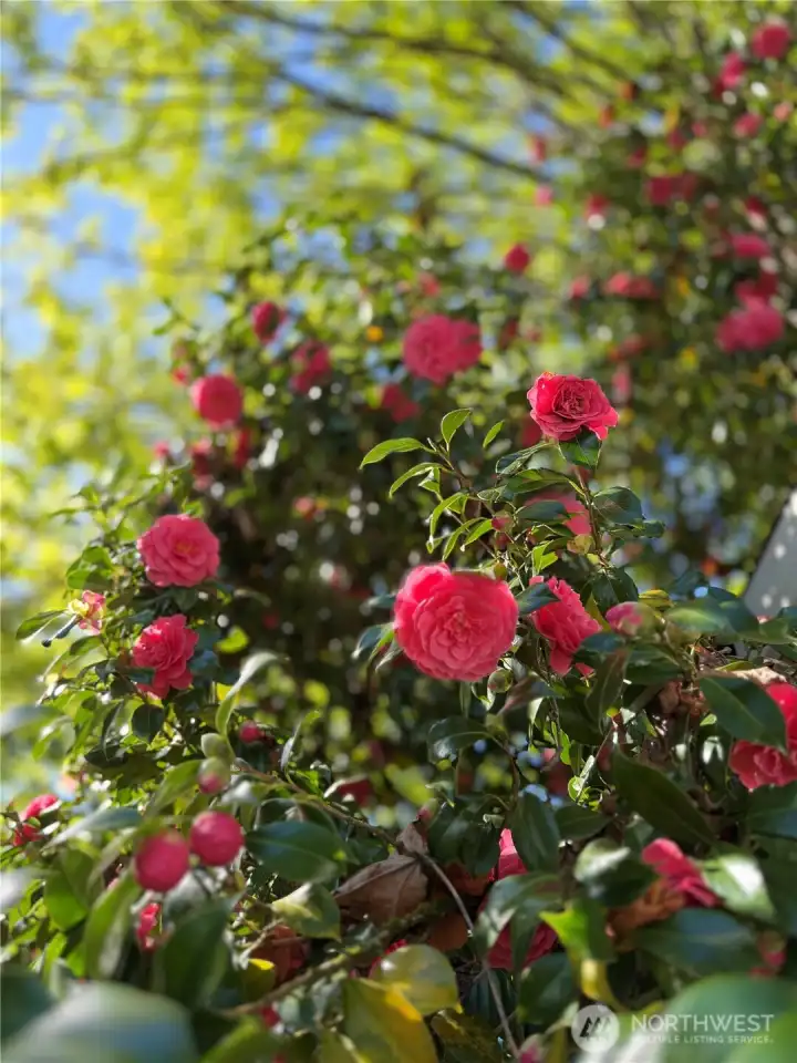Mature Camellia