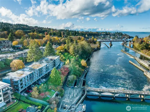 Next to the Ballard Locks and fish ladder.