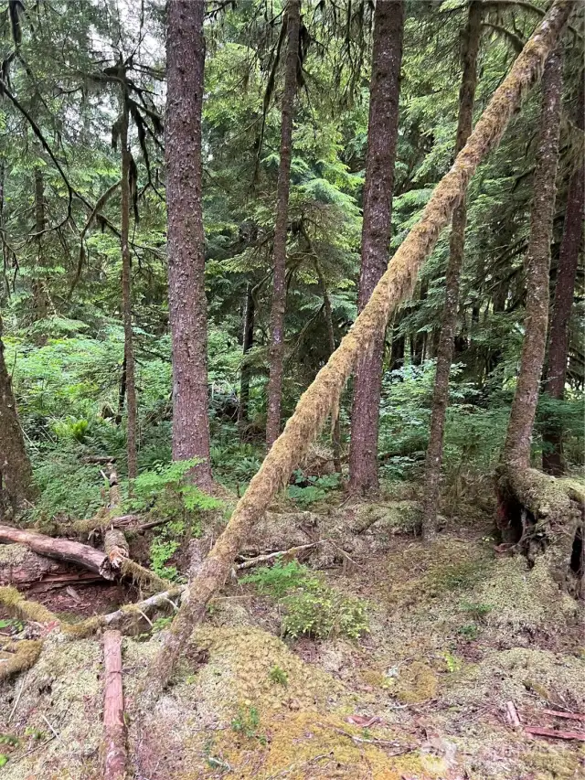 Lot view