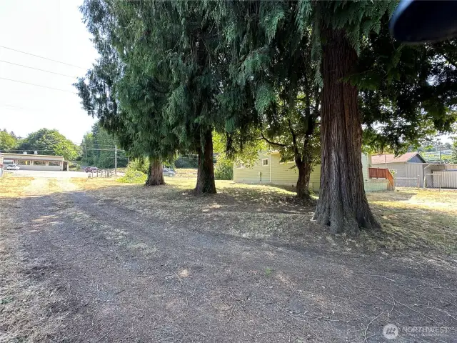 Mature trees