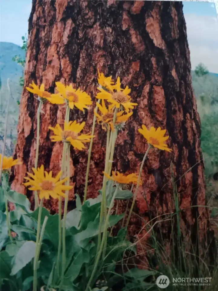 Balsamroot will be popping up soon!