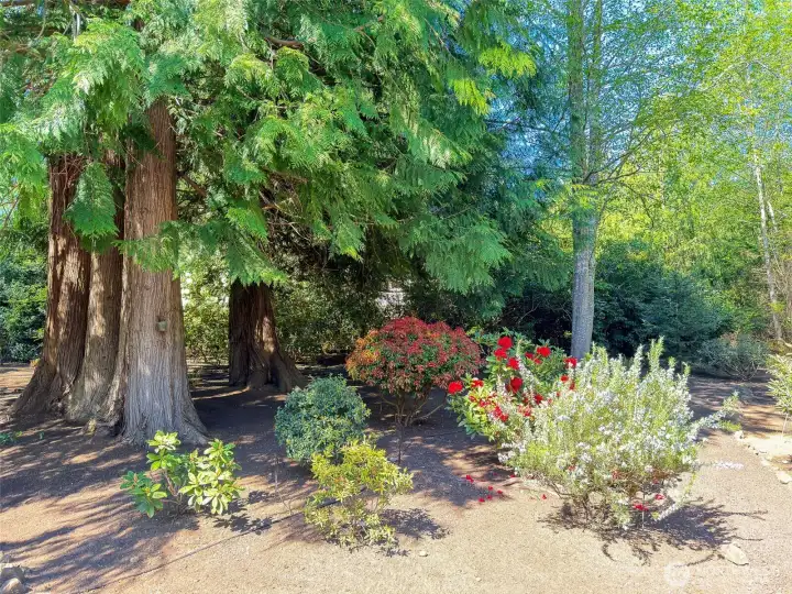Back-yard Garden...