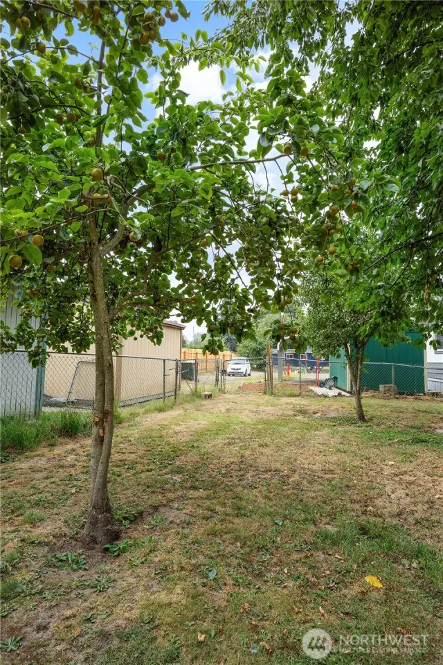 Mature fruit trees