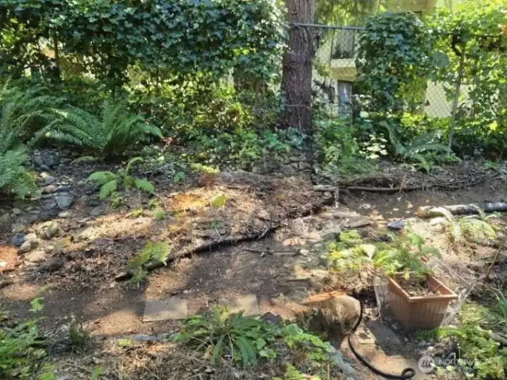 Back yard in Spring with native plantings