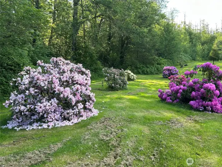 Rhododendron garden.